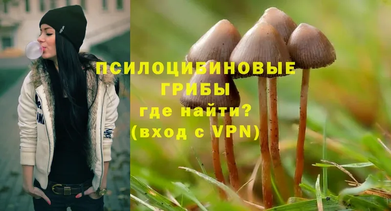 кракен ТОР  купить  цена  Шумерля  Псилоцибиновые грибы Psilocybe 